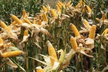 嘉科18玉米栽培技术要点，适宜播期6月10日～20日