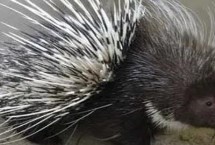 豪猪繁殖管理要注意什么，可用苍术、白术、猪苓等药物煎汁内服