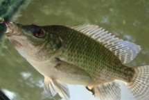 钓罗非鱼的钩距，通常可采用3倍钩距