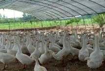 大棚养鹅多久出栏，根据购买的鹅苗大小决定