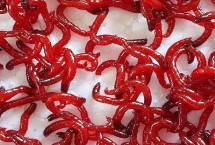 红虫有毒吗，赤虫呈暗红色而红虫呈鲜红色