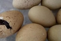 石鸡孵化到出壳多少天，通常需要24天左右