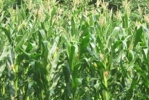 优迪599玉米栽培技术要点，5月下旬至6月中旬播种