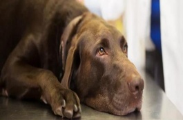 狗狗冠状病毒的症状，先表现嗜睡、呕吐持续数天