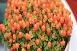 红果薄柱草的繁殖方法，每天至少晒光3小时