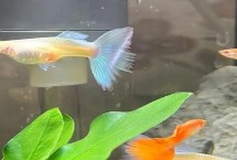 孔雀鱼母鱼背上起白皮了怎么办，尽量单独饲养5天后再放