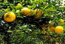 香橼树几年结果，可进行播种或扦插