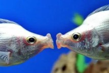 接吻鱼的生活习性，是备受青睐的小型观赏鱼