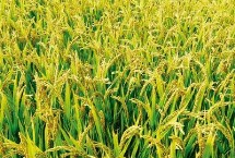 臻丰优1615水稻栽培技术要点，属中熟籼型中稻品种