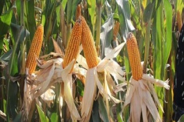 津鲜糯380玉米栽培技术要点，鲜食糯玉米品种