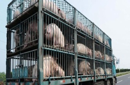 生猪能不能跨省运输，办理手续才能运输