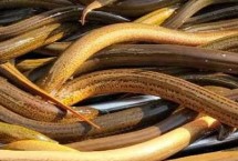 野生黄鳝家里养几天怎么养，前期投喂活饵、中后期投喂专用饲料