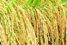 邦两优香占水稻栽培技术要点，全生育期136.8天