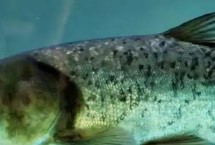 花鲢和白鲢的区别，我国东部各江河、湖泊、水库均有产出