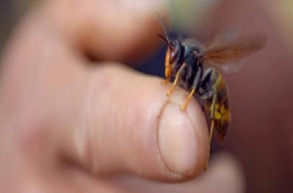 马蜂蛰了怎么处理，需立马用食醋等弱酸性溶液清洗被蛰处