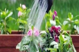 浇花的步骤，河水浇花好