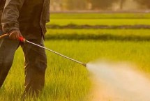 农药施用的误区，在冬季适当增加用药量是有必要的