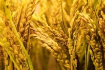 荃优2289水稻栽培技术要点，全生育期133.1天