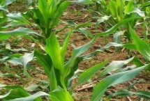 龙垦1755玉米栽培技术要点，选择中等以上肥力地块种植