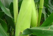 先玉1715玉米栽培技术要点，种植密度每亩4000株左右