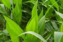 登峰215玉米栽培技术要点，适宜播种期4月底5月初