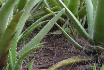 养殖方法，可分株、扦插和插叶繁殖