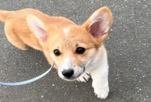 狗狗最怕主人做什么，不喜欢环抱、摸脸颊、拍头等