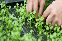 棚室里面的芹菜怎么施肥，将种子与细沙土混合后再撒播