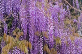 紫藤种子如何种植，可扦插、播种或压条繁殖