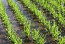 延粳503水稻栽培技术要点，生育期135天
