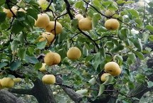 砂梨品种介绍，包括鸭梨和香梨等类型