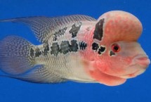 罗汉鱼多久成年，不同时期增长速度不同