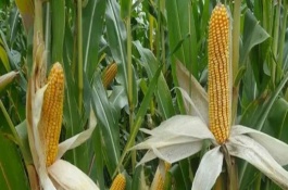 审定意见，平均生育期131天