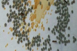 蚕卵孵化需要什么条件，通常为15-30天左右