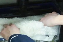 鱼缸过滤棉放几层效果更好，一般2至3层完全足矣