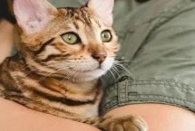 抱猫咪的的时候肚子朝在哪个方向最舒服，手必须随时随地都要托住猫的身体