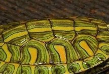 巴西龟几年可以长到12厘米，生长环境决定发育速度