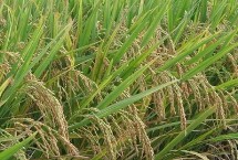 龙庆稻48水稻栽培技术要点，普通粳稻品种