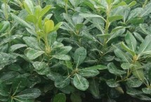 海桐是什么植物，对光照的需求比较高