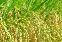 嘉禾优6号水稻栽培技术要点，旱育抛秧5月15日左右播种