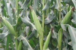 星单1玉米栽培技术要点，普通玉米品种