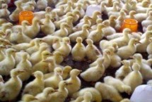雏鹅前10天的饲养技术，需控制好温度、湿度和密度
