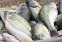 养殖条件，一般3-4个月