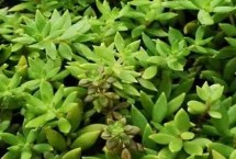 景天科植物进行光合作用的特点，通过CAM途径进行光合作用