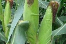 L678玉米栽培技术要点，适宜在肥力中上等的地块种植