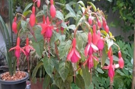 倒挂金钟干了怎么补救，将室温维持在8℃以上