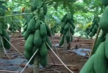 木瓜适合什么地方种植，不同病害的防治方法不同