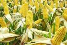 赢美981玉米栽培技术要点，密度4000株/亩左右