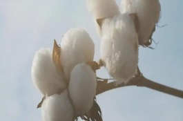 华惠17棉花栽培技术要点，生育期110.1天