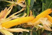 渭玉369玉米栽培技术要点，注意防治病虫害